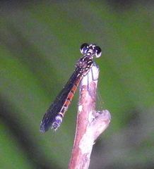 Rhinocypha pagenstecheri timorana