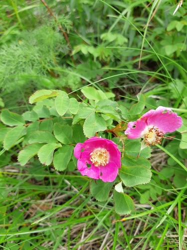 Rosa nipponensis