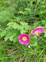 Rosa nipponensis