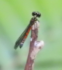 Rhinocypha pagenstecheri timorana