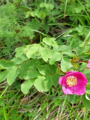 Rosa nipponensis