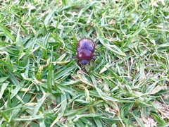 Phyllognathus excavatus