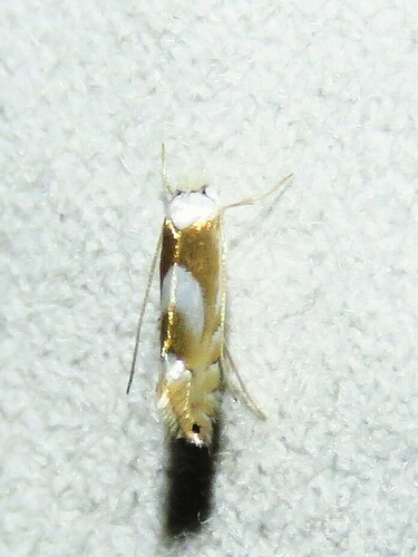Phyllonorycter fitchella photo 3