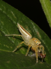 Telamonia festiva