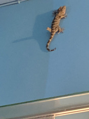 Gekko gecko