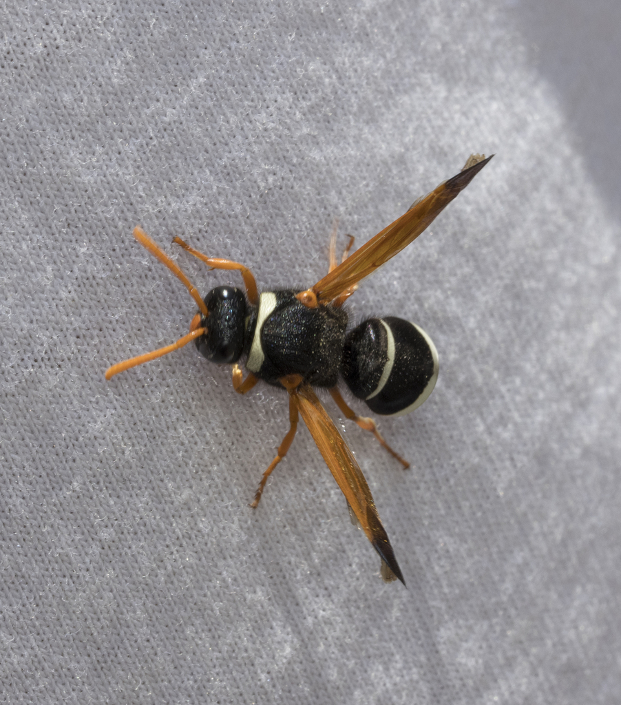 Hypodynerus lachesis