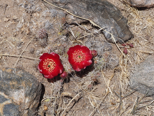 Airampoa picardoi (Airampoa picardoi)