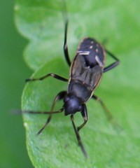 Rhyparochromus