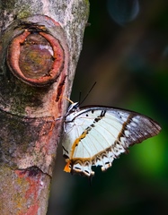 Polyura nepenthes