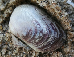 Irus crenatus