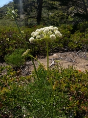 Angelica lineariloba