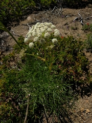 Angelica lineariloba