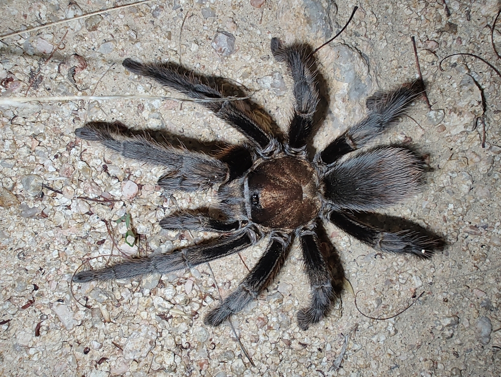 Aphonopelma prosoicum