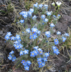 Eritrichium argenteum