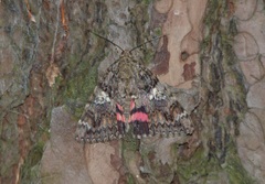 Catocala sponsa
