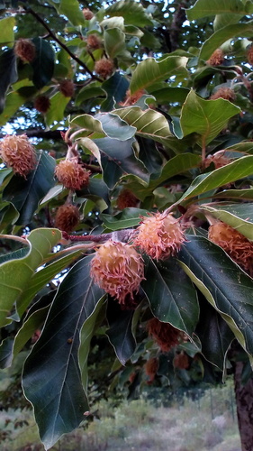 buk východný (Fagus orientalis)