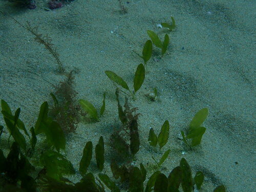 Image of Halophila australis by (c) ttsquid, some rights reserved (CC BY)