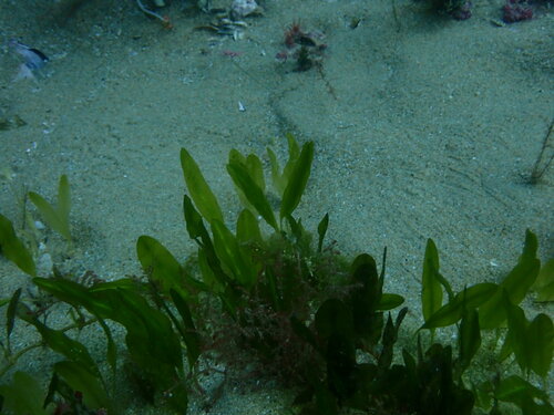 Image of Halophila australis by (c) ttsquid, some rights reserved (CC BY)