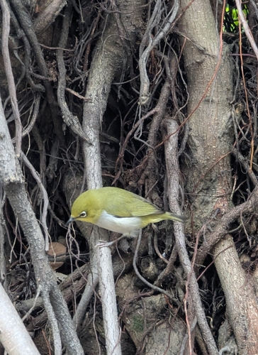 Swinhoe's White-eye (Zosterops simplex), photo 10