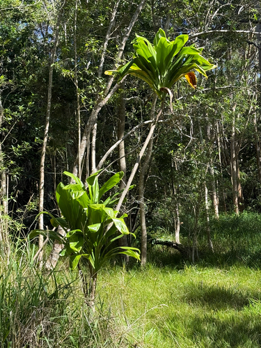 Cordyline fruticosa