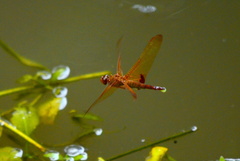 Hydrobasileus croceus