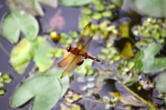 Hydrobasileus croceus