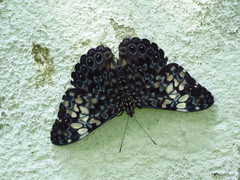 Hamadryas fornax fornacalia