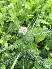 Achillea millefolium