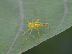 Oxyopes macilentus