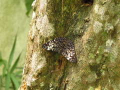 Hamadryas fornax fornacalia