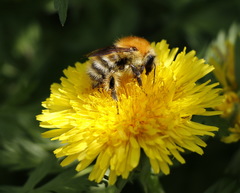 Bombus schrencki