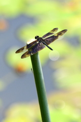 Rhyothemis regia