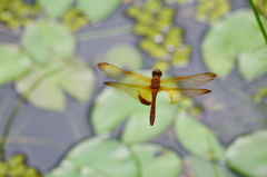 Hydrobasileus croceus