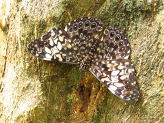 Hamadryas fornax fornacalia