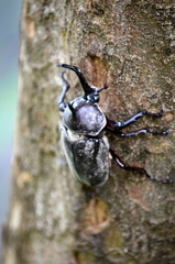 Trypoxylus dichotomus