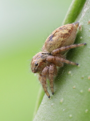Salticidae
