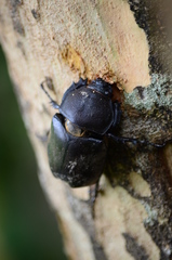 Trypoxylus dichotomus