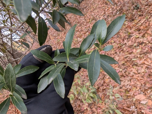Image of Ilex crenata by (c) Scott Allen Davis, some rights reserved (CC BY)