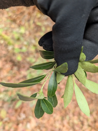 Image of Ilex crenata by (c) Scott Allen Davis, some rights reserved (CC BY)