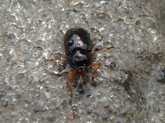 Cryptocephalus ocellatus