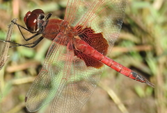 Tramea stenoloba
