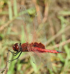 Tramea stenoloba