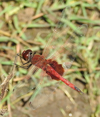 Tramea stenoloba