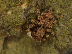 Salticidae