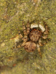 Salticidae