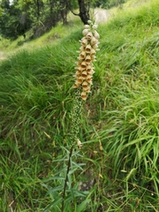 Digitalis ferruginea