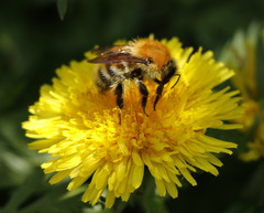 Bombus schrencki
