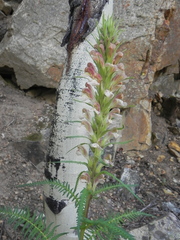 Pedicularis procera