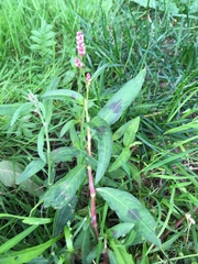 Persicaria maculosa