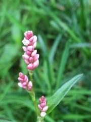 Persicaria maculosa